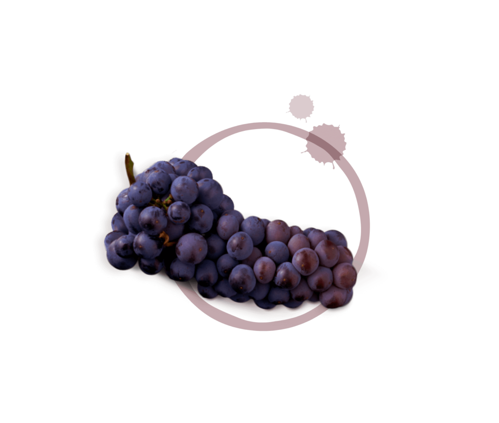 Red grapes for wine